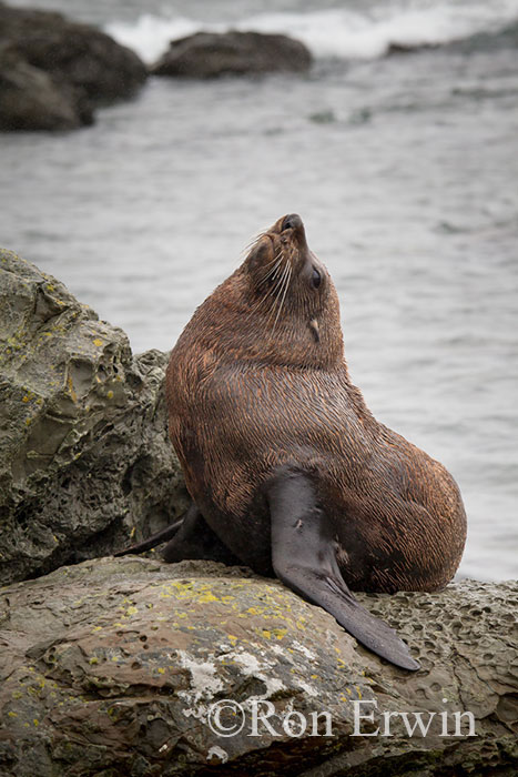 Kekeno or Fur Seal, NZ