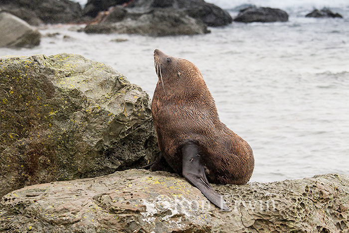 Kekeno or Fur Seal, NZ