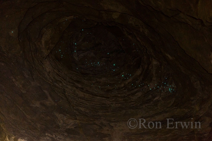 Glowworms, Waitomo, NZ