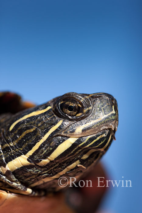 Midland Painted Turtle