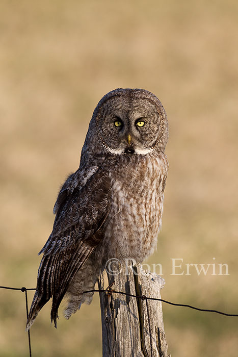 Great Gray Owl