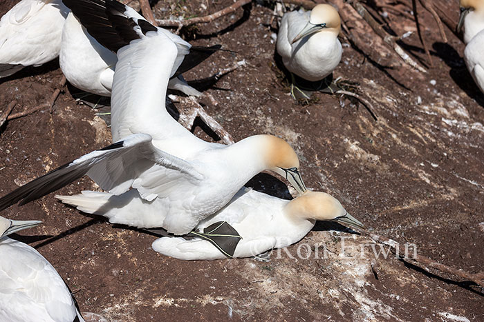 Northern Gannets Mating