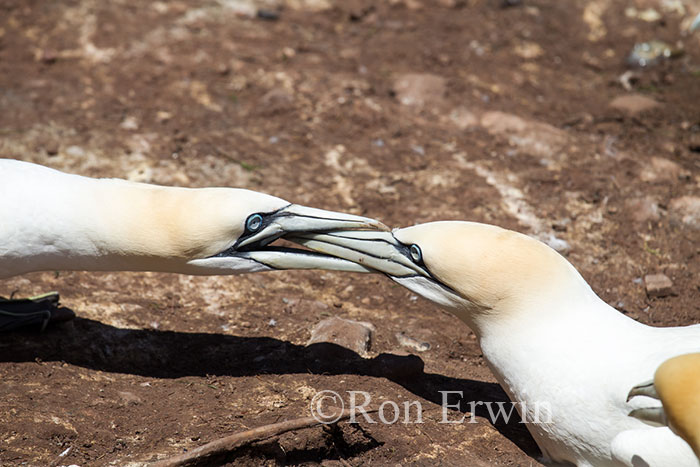 Northern Gannets