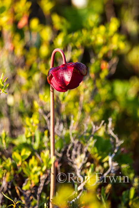 Northern Pitcher Plant