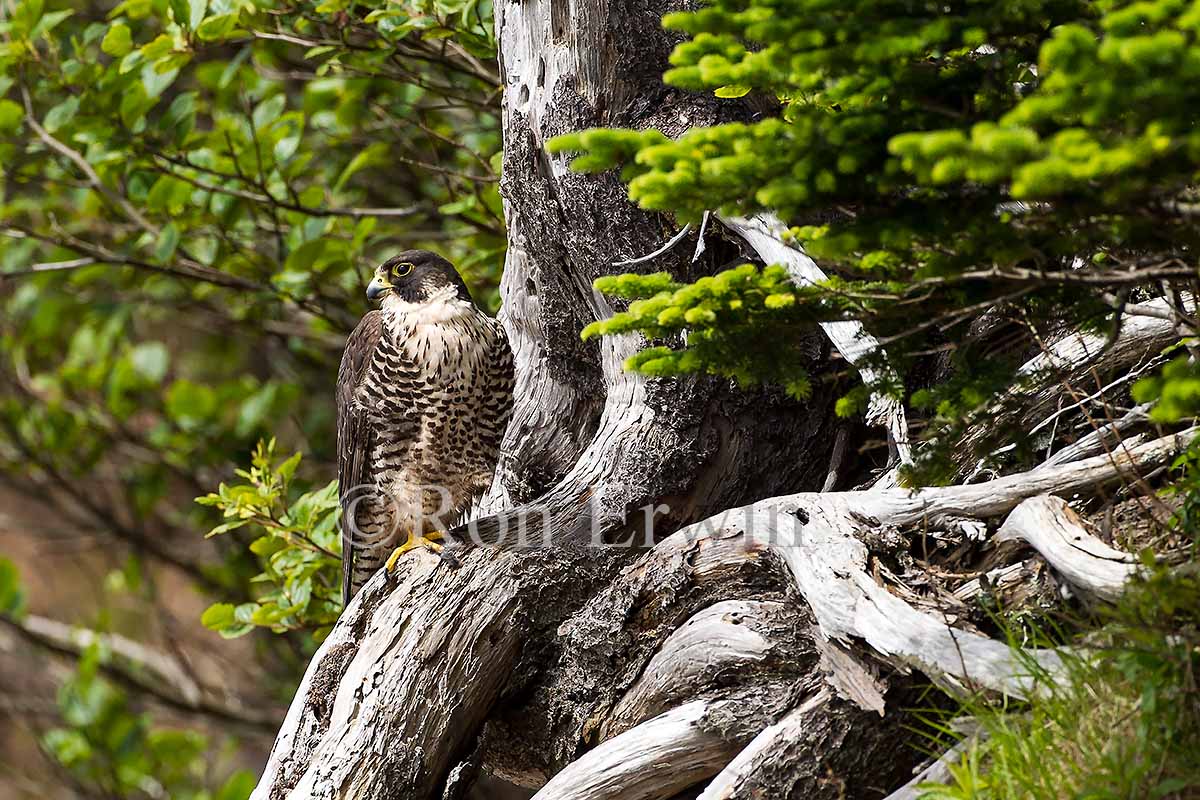 Peregrine Falcon, NB