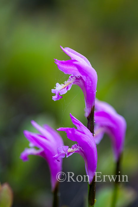 Arethusa Orchids