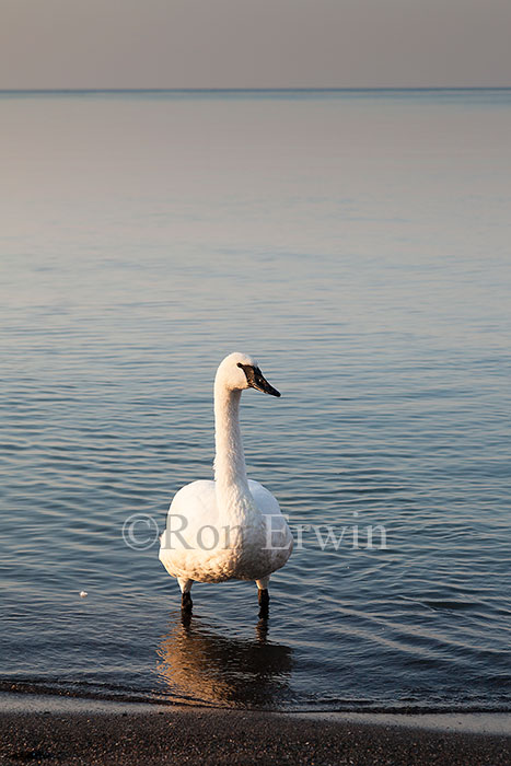 Trumpeter Swan