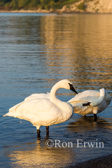 Trumpeter Swan