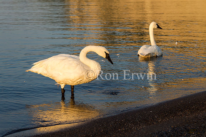 Trumpeter Swans