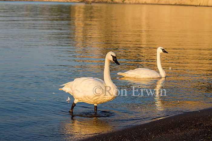 Trumpeter Swans