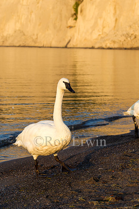 Trumpeter Swan