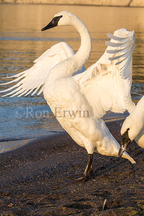 Trumpeter Swan