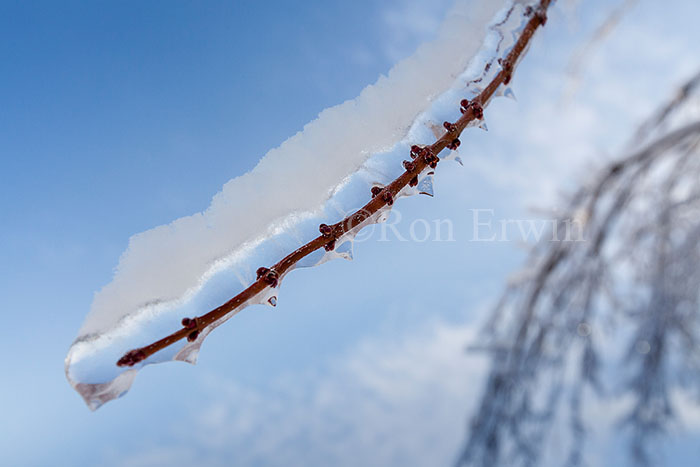 Ice Coated Twig