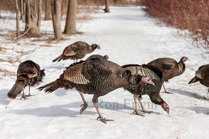 Wild Turkey (Eastern)