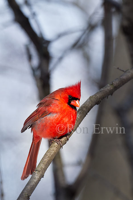 Male Northern Cardinal