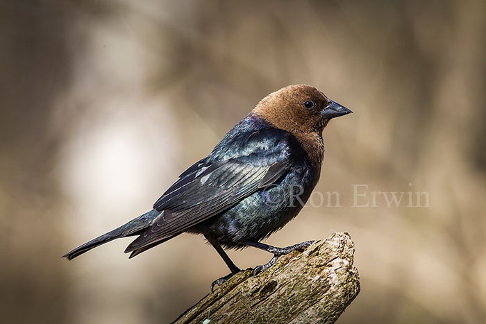 Male Brown-headed Cowbird