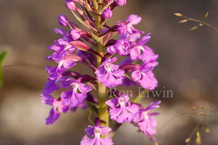 Purple Fringed Orchid