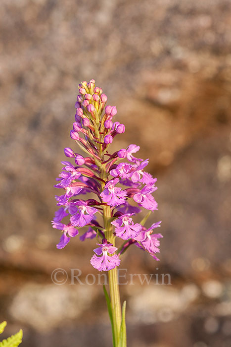 Purple Fringed Orchid