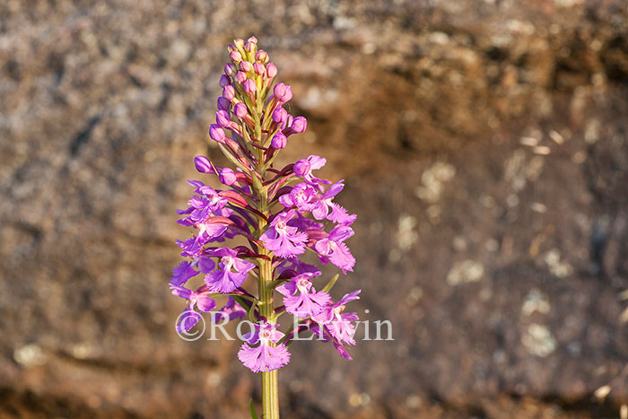 Purple Fringed Orchid