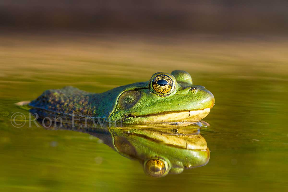 Bullfrog