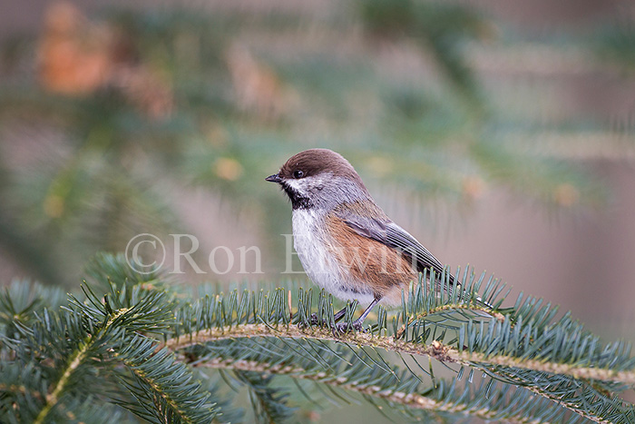 Boreal Chickadee