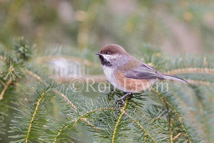 Boreal Chickadee