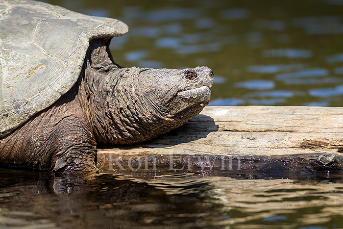 Snapping Turtle