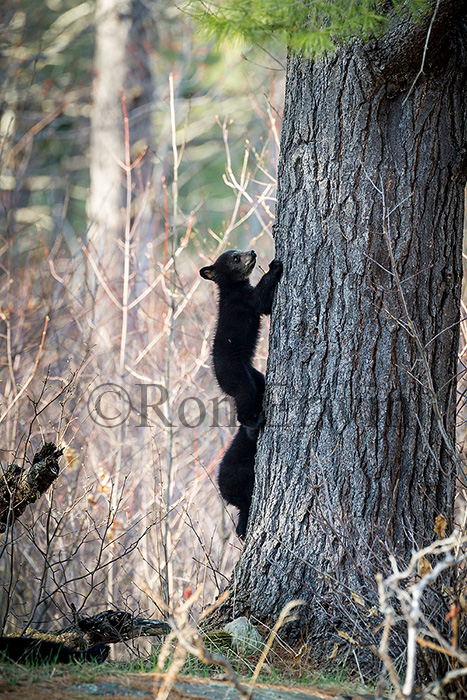 Black Bear Cubs Climbing a Tree