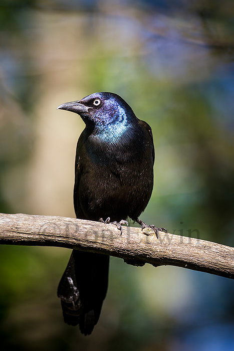 Common Grackle