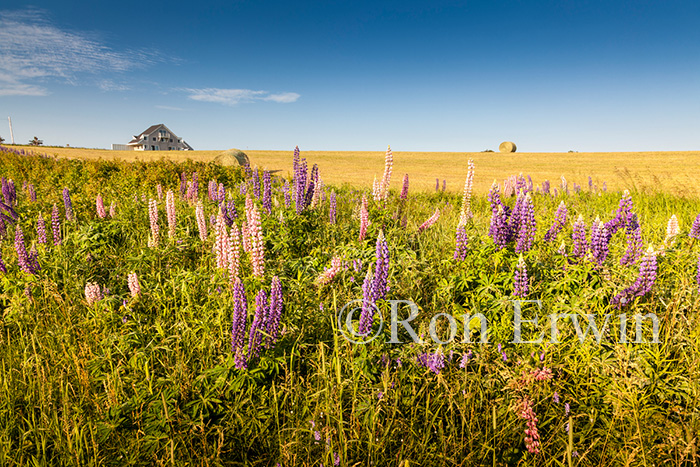 Big Leaf Lupines PEI