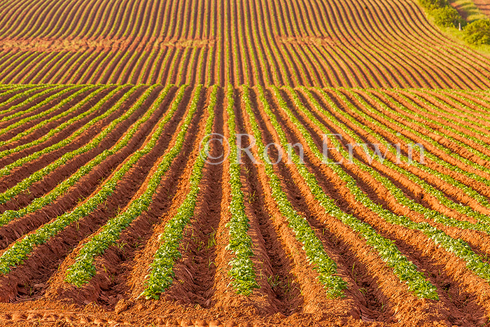 PEI Potato Field