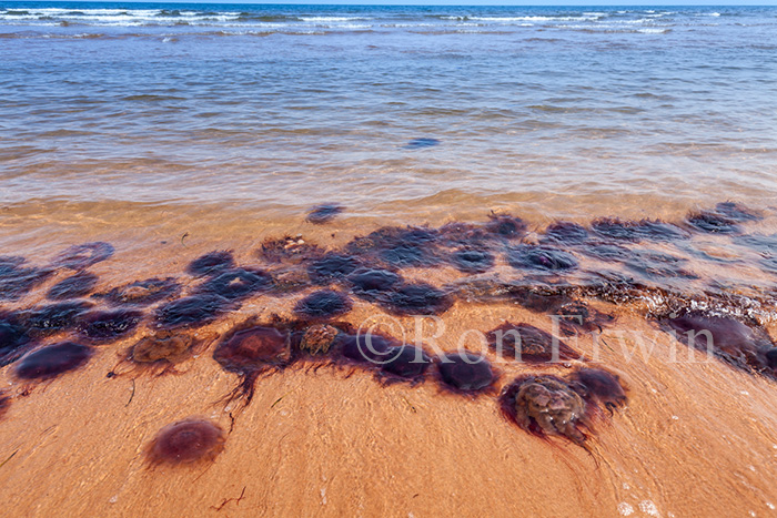 Arctic Red Jellyfish