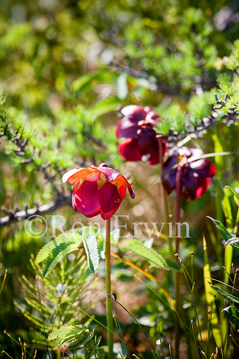 Northern Pitcher Plant