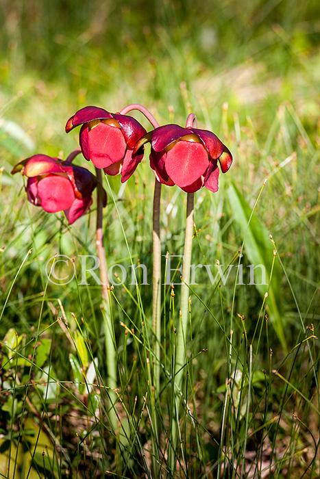 Northern Pitcher Plant