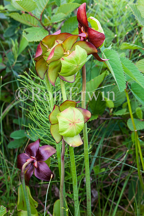 Northern Pitcher Plant