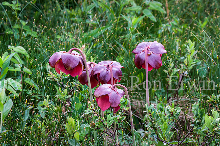 Northern Pitcher Plant