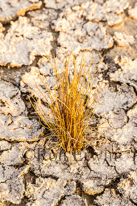 Cracked Mud and Grasses