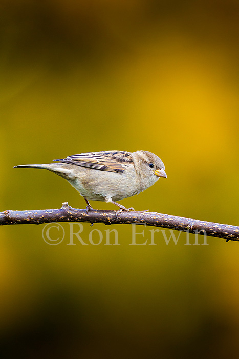 Female House Sparrow