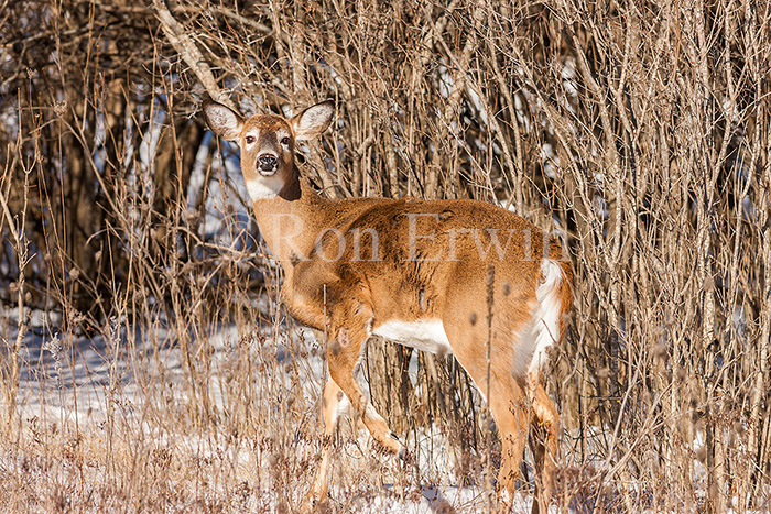 White-tailed Deer