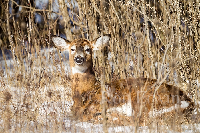 White-tailed Deer