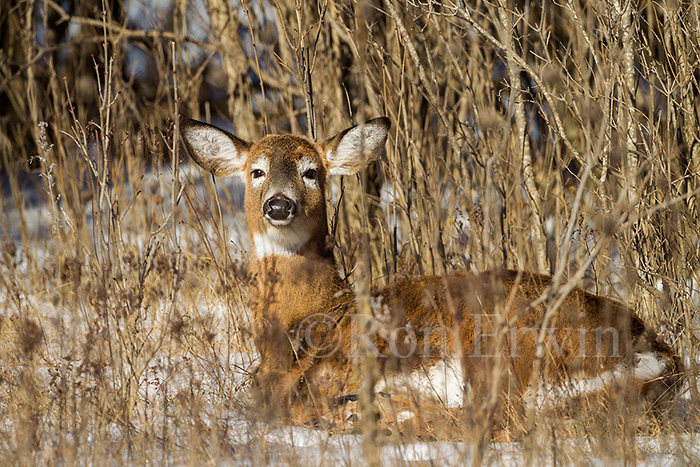 White-tailed Deer