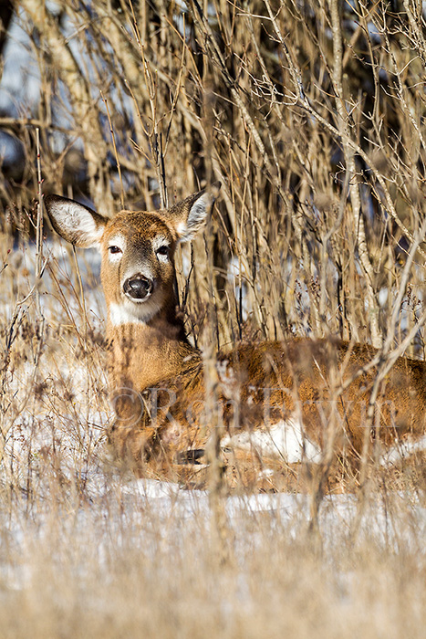 White-tailed Deer