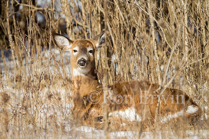 White-tailed Deer