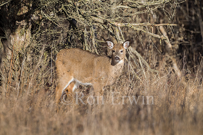 White-tailed Deer