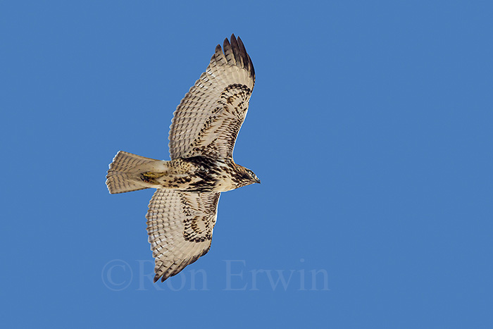 Red-tailed Hawk Image - 160106F3419comp by Ron Erwin