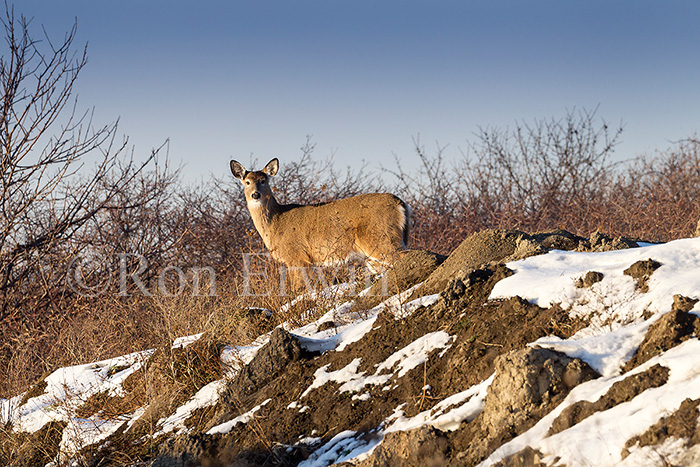 White-tailed Deer