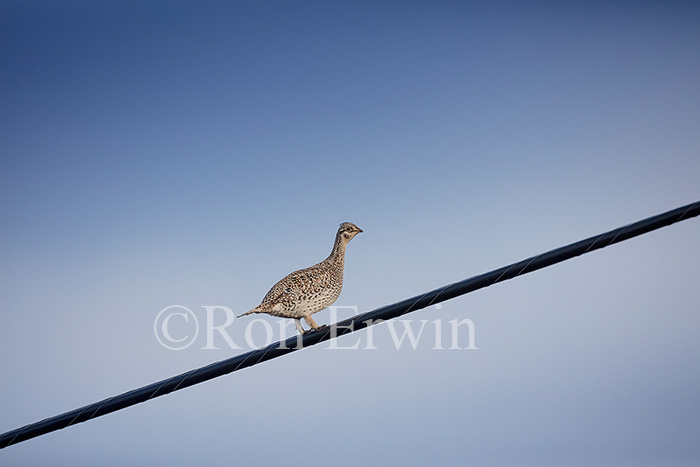 Sharp-tailed Grouse