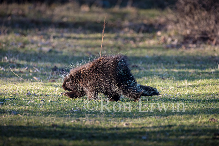 Porcupine