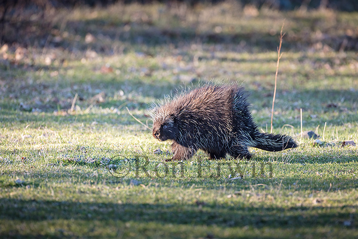 Porcupine