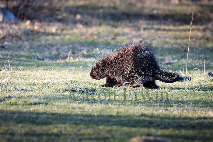 Porcupine